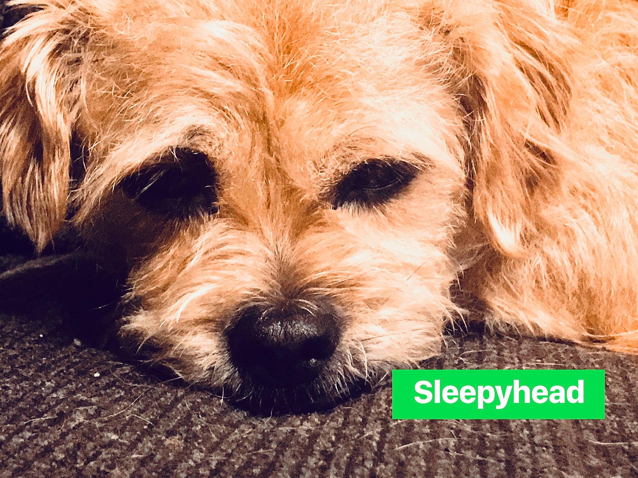 Scooter joined the competition — help win amazing prizes! canidae, carnivore, companion_dog, dog, dog_breed, dutch_smoushond, eye, glen_of_imaal_terrier, mammal, morkie, norfolk_terrier, puppy, rare_breed_dog, schnoodle, small_terrier, snout, sporting_group, sporting_lucas_terrier, terrier, vertebrate