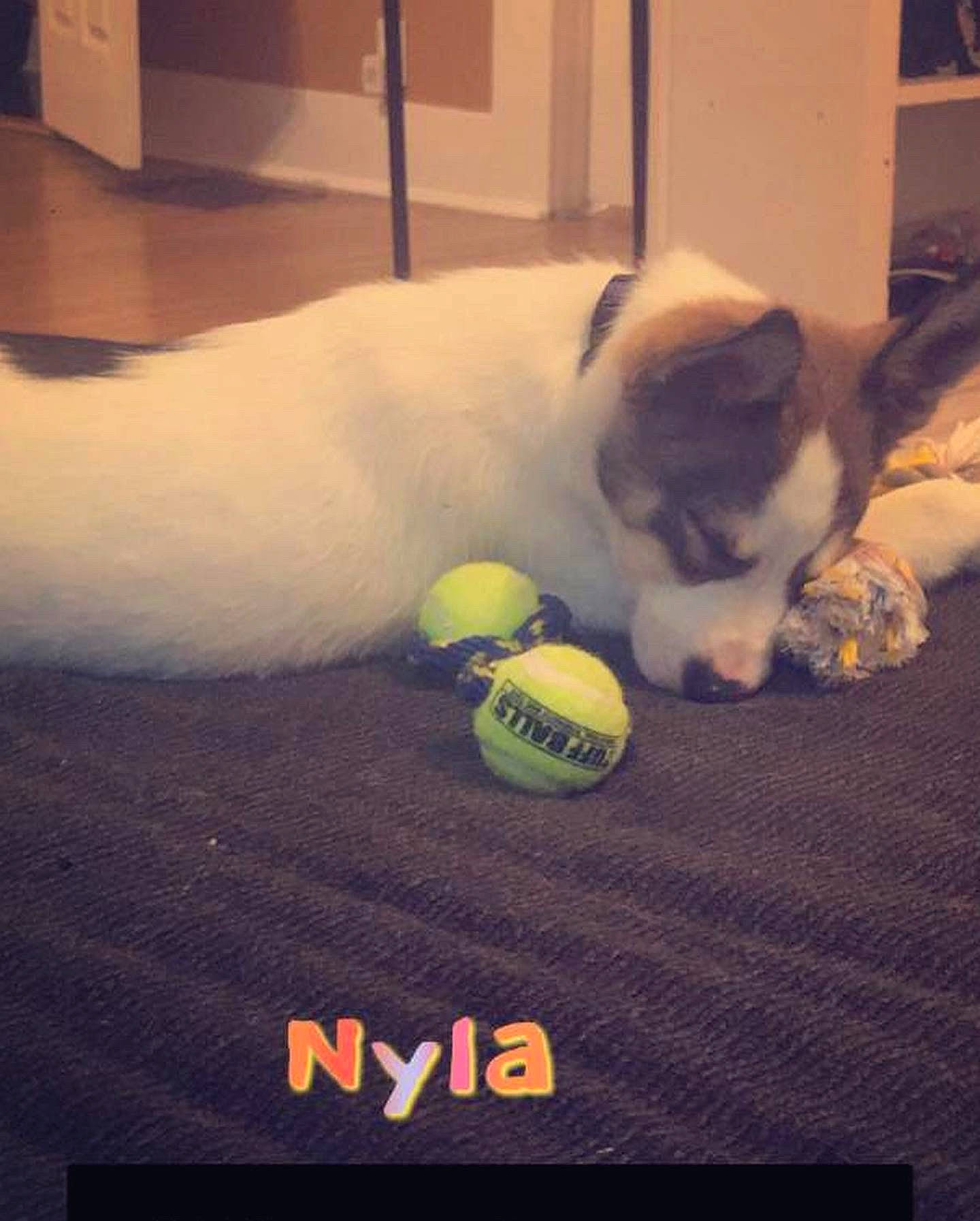 Nyla is registered to the contest to win money with this photo: ball, canidae, carnivore, cat, companion_dog, dog, dog_breed, felidae, photo_caption, play, puppy, shih_tzu, sports_equipment, tail, tennis_ball