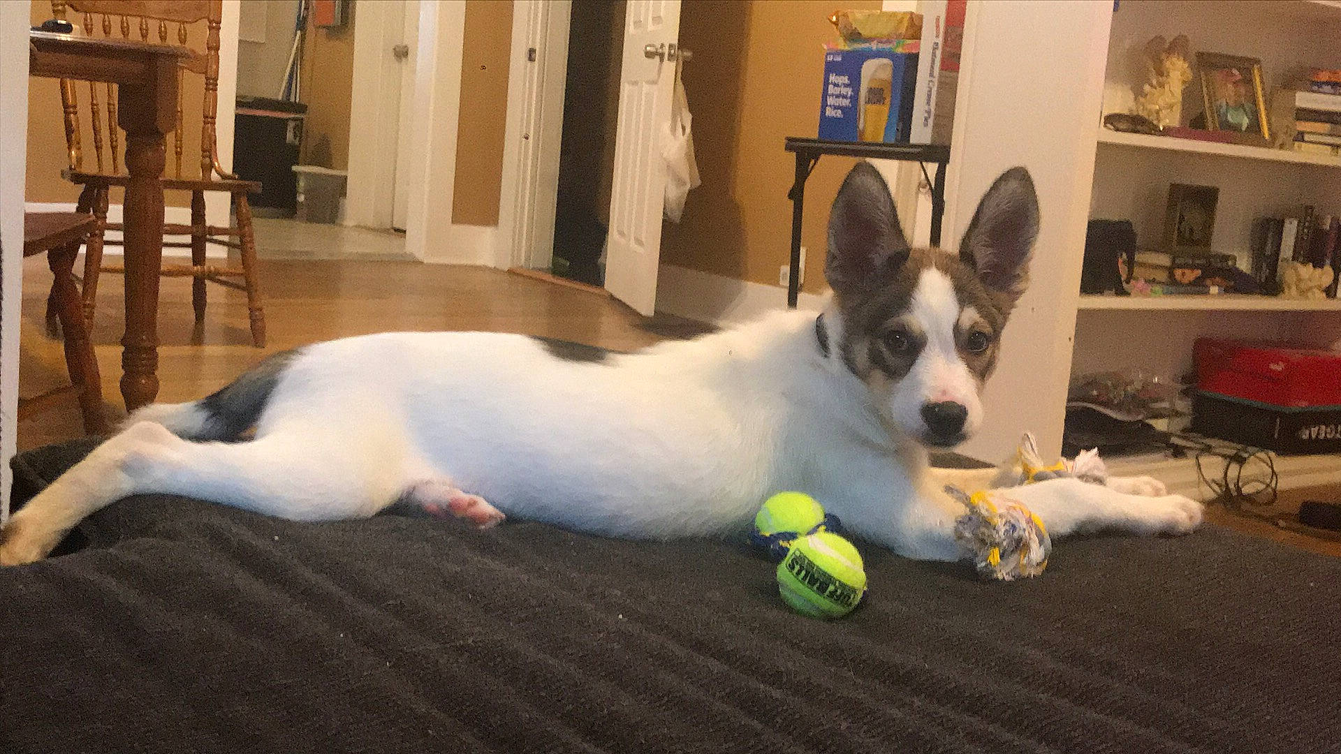 Nyla is registered to the contest to win money with this photo: canidae, cardigan_welsh_corgi, carnivore, companion_dog, dog, dog_breed, mammal, pembroke_welsh_corgi, rat_terrier, tennis_ball, vertebrate, welsh_corgi