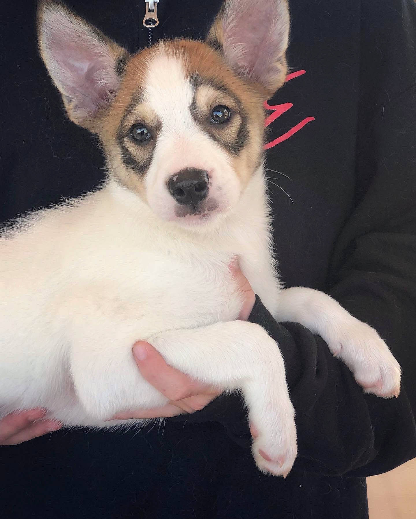 Nyla joined the competition — help win amazing prizes! ancient_dog_breeds, canidae, carnivore, companion_dog, dog, dog_breed, ear, fawn, feist, mammal, miniature_fox_terrier, puppy, rare_breed_dog, rat_terrier, tail, teddy_roosevelt_terrier, tenterfield_terrier, toy_fox_terrier, vertebrate, whiskers