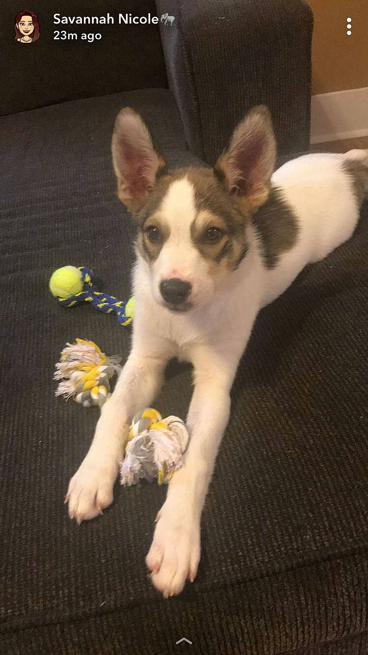 Nyla is registered to the contest to win money with this photo: canidae, cardigan_welsh_corgi, carnivore, companion_dog, corgi_chihuahua, dog, dog_breed, mammal, miniature_fox_terrier, norrbottenspets, puppy, rare_breed_dog, sporting_group, teddy_roosevelt_terrier, tenterfield_terrier, vertebrate