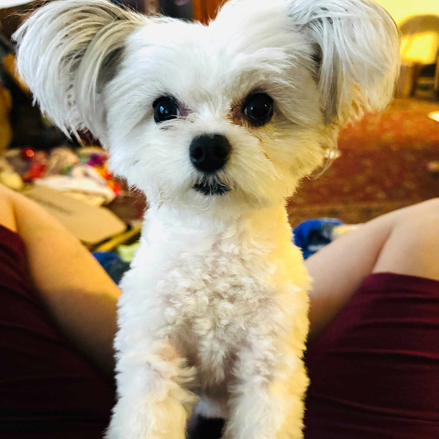 Bella