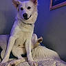 Kilo is registered to the contest to win money with this photo: dog, white_dog, pet, indoor, bed, bedspread, paw, ears, fluffy, canine, animal, portrait, sitting, cozy, room, wall, framed_picture, soft_lighting, blue_light, relaxed