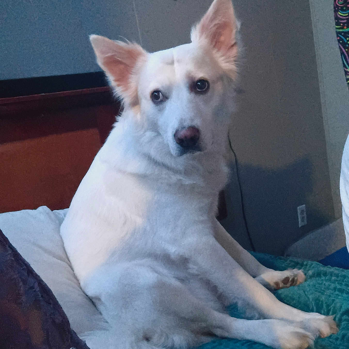 Kilo joined the competition — help win amazing prizes! dog, white_dog, pet, bed, indoor, quilt, fur, ears, curious, looking_back, cozy, animal, house, wall, decoration, comfort, resting, mammal, canine, domestic