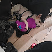Kilo joined the competition — help win amazing prizes! dog, sleeping, plush_toy, floor, tile, harness, indoor, pet, resting, dark, light, animal, cozy, quiet, two_dogs, soft_toy, relaxed, companion, home, shadow