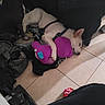 dog, sleeping, plush_toy, floor, tile, harness, indoor, pet, resting, dark, light, animal, cozy, quiet, two_dogs, soft_toy, relaxed, companion, home, shadow