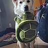 dog, white_dog, plush_toy, turtle_toy, indoor, tiled_floor, second_dog, bed, blanket, decorations, furniture, pet, cute, animal, looking, sitting, room, household, toy, playful