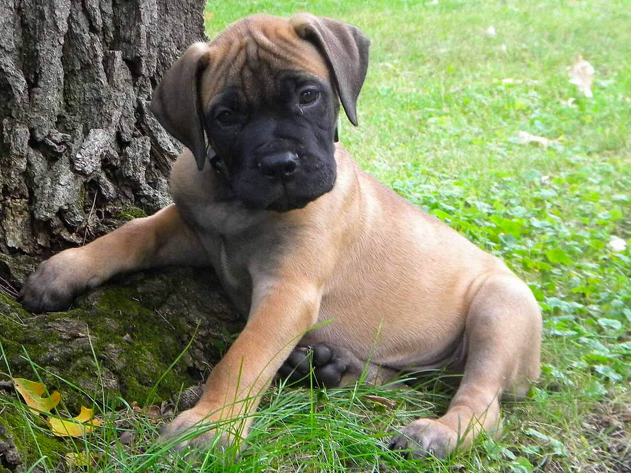 Cash is registered to the contest to win money with this photo: ancient_dog_breeds, boxer, canidae, carnivore, companion_dog, dog, dog_breed, fawn, grass, groundcover, guard_dog, molosser, non_sporting_group, plant, snout, sporting_group, terrestrial_animal, working_animal, working_dog, wrinkle