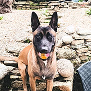 Vasko a rejoint le concours — aidez-le/la à gagner de superbes lots ! animal, ball, black, brown, chair, dog, ears, face, fence, garden, grass, mouth, nature, outdoor, pet, plant, step, stone, toy, tree