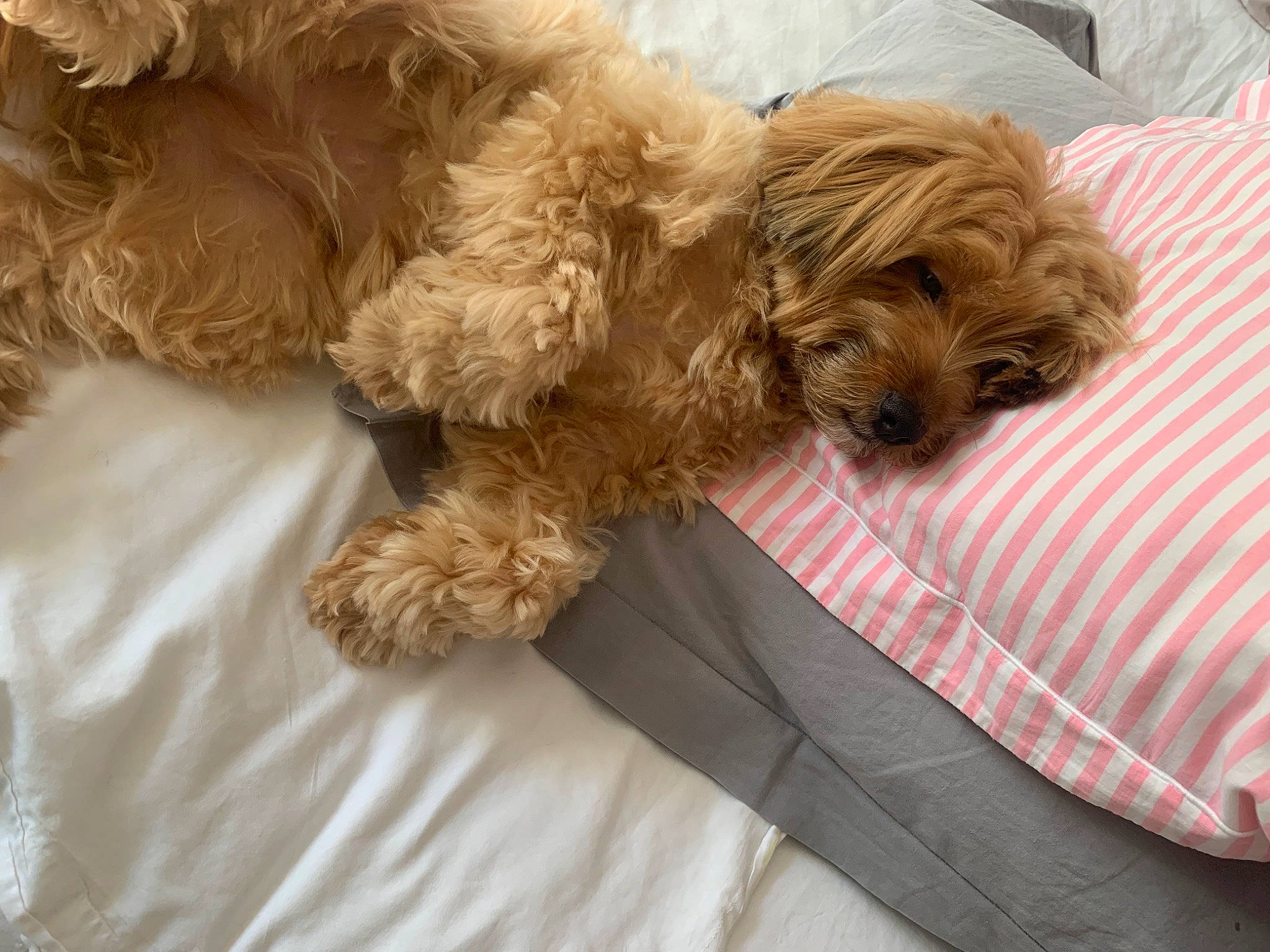 Karla participe au concours pour gagner de l'argent avec cette photo : canidae, carnivore, comfort, companion_dog, dog, dog_breed, dog_supply, fur, liver, maltepoo, poodle_crossbreed, puppy, small_terrier, snout, sporting_group, terrier, toy_dog, water_dog, working_animal, yorkipoo