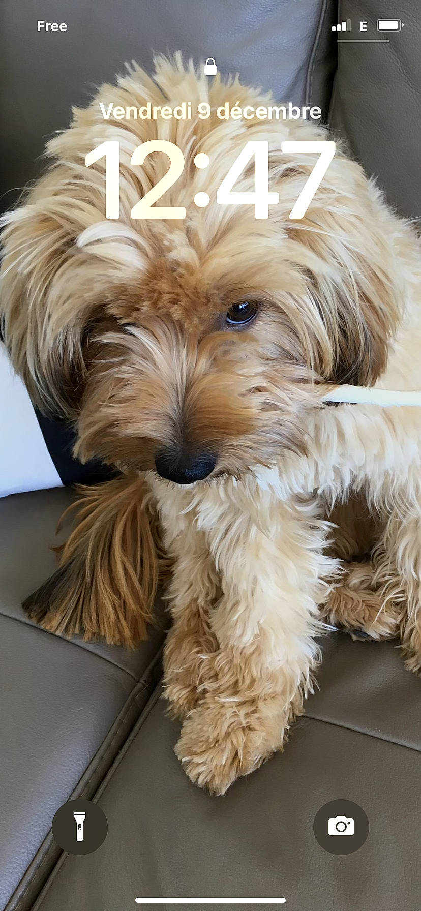 Karla participe au concours pour gagner de l'argent avec cette photo : biewer_terrier, canidae, carnivore, companion_dog, dog, dog_breed, dog_collar, fur, liver, maltepoo, non_sporting_group, puppy, small_terrier, snout, sporting_group, terrier, toy_dog, water_dog, working_animal, yorkipoo