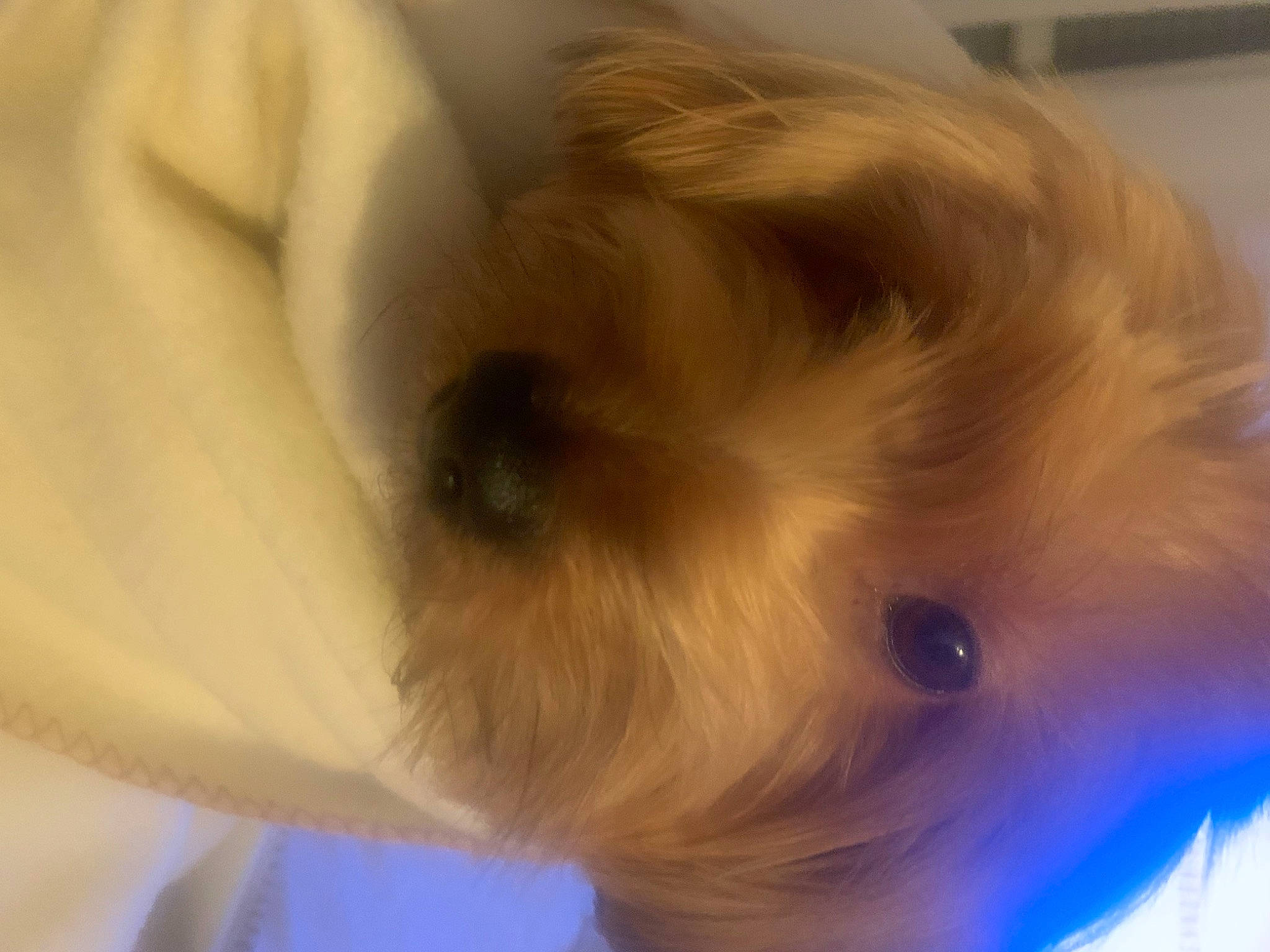 Karla participe au concours pour gagner de l'argent avec cette photo : canidae, carnivore, chest, companion_dog, corgi_chihuahua, dog, dog_breed, ear, electric_blue, eyelash, fawn, fur, liver, snout, sporting_group, tail, toy, toy_dog, whiskers, working_animal