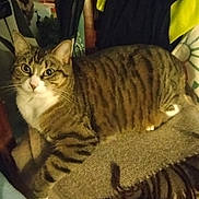 Zoé participe au concours pour gagner de l'argent avec cette photo : cat, tabby, striped, pet, indoor, chair, blanket, fringe, furniture, animal, mammal, whiskers, curious, relaxed, domestic, cozy, brown, white, paws, looking
