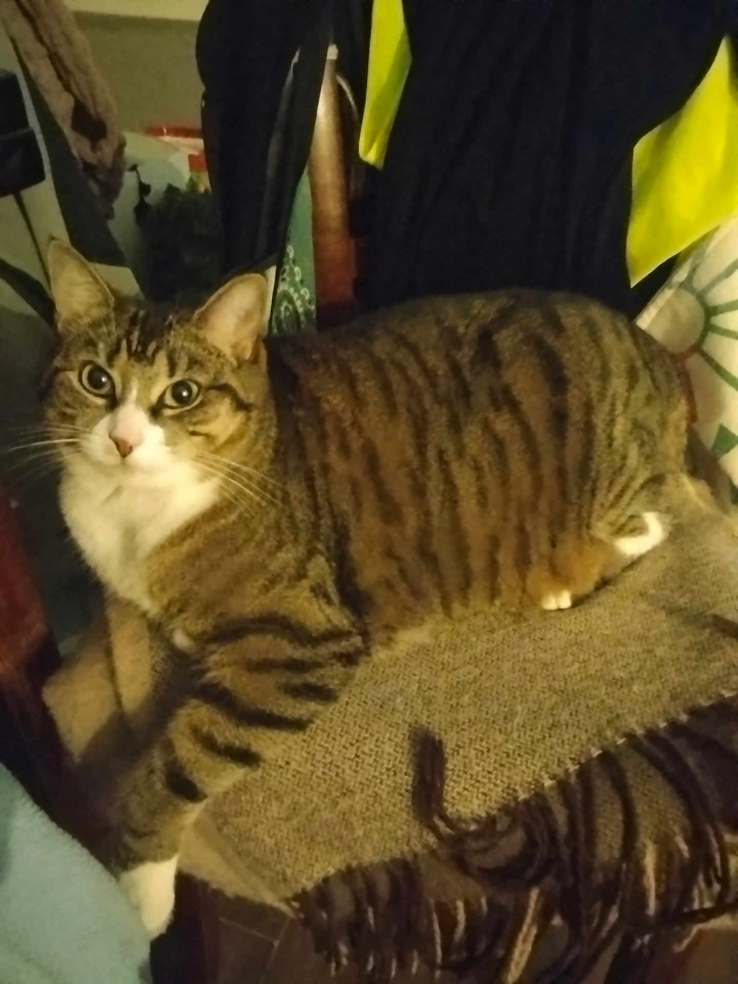 Zoé participe au concours pour gagner de l'argent avec cette photo : cat, tabby, striped, pet, indoor, chair, blanket, fringe, furniture, animal, mammal, whiskers, curious, relaxed, domestic, cozy, brown, white, paws, looking