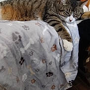 Zoé participe au concours pour gagner de l'argent avec cette photo : bedding, blanket, cat, close_up, cozy, dresser, ear, furniture, indoor, paw_print, paws, pet, relaxed, sleeping, striped_fur, tabby_cat, toy, whiskers, white_paws, wooden_floor