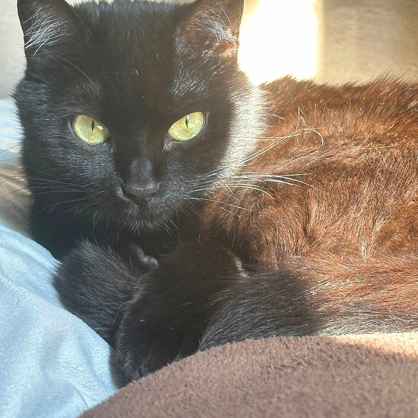 Stella participe au concours pour gagner de l'argent avec cette photo : abyssinian, animal, blackcat, blanket, cat, couch, furniture, kitten, manx, pet