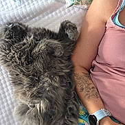 Lancôme a rejoint le concours — aidez-le/la à gagner de superbes lots ! arm, bed, blanket, blue_undershirt, cat, closeup, cozy, fluffy_cat, furniture, grey_cat, indoor, person, pet, pink_tank_top, relaxation, resting, sleeping_cat, tattoo, texture, watch