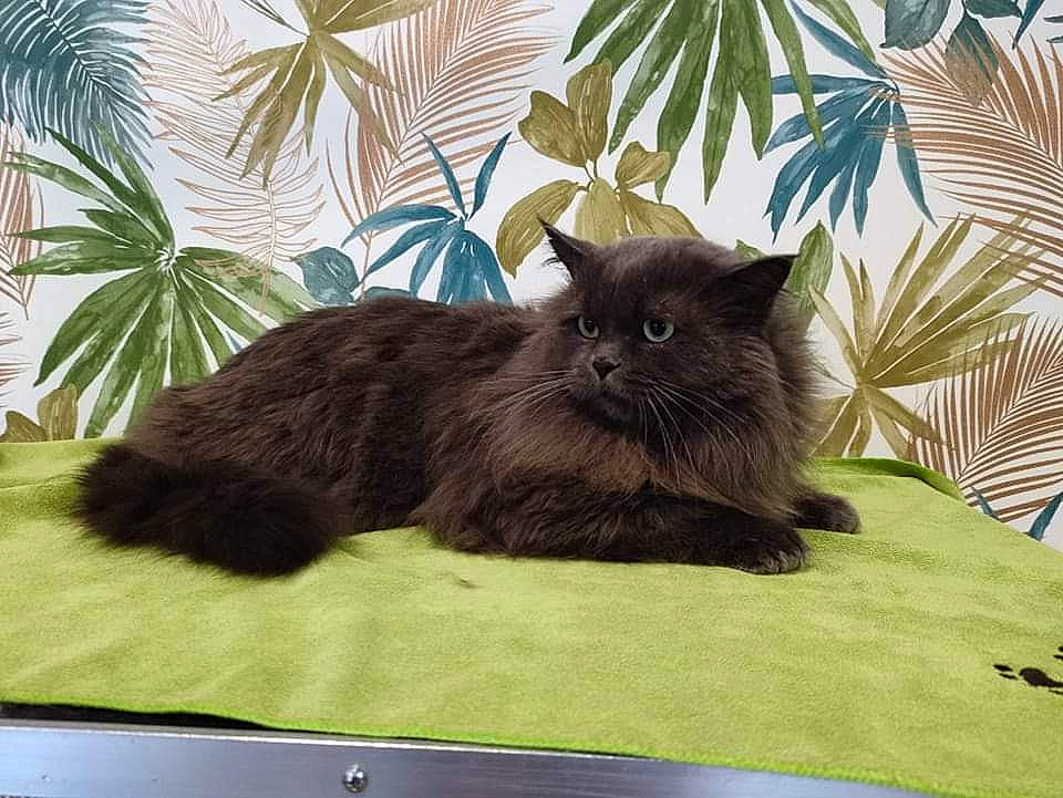 Lancôme a rejoint le concours — aidez-le/la à gagner de superbes lots ! arecales, black_cat, british_longhair, carnivore, cat, comfort, domestic_short_haired_cat, fawn, felidae, fur, grass, mammal, palm_tree, persian, plant, rectangle, shade, small_to_medium_sized_cats, tail, whiskers