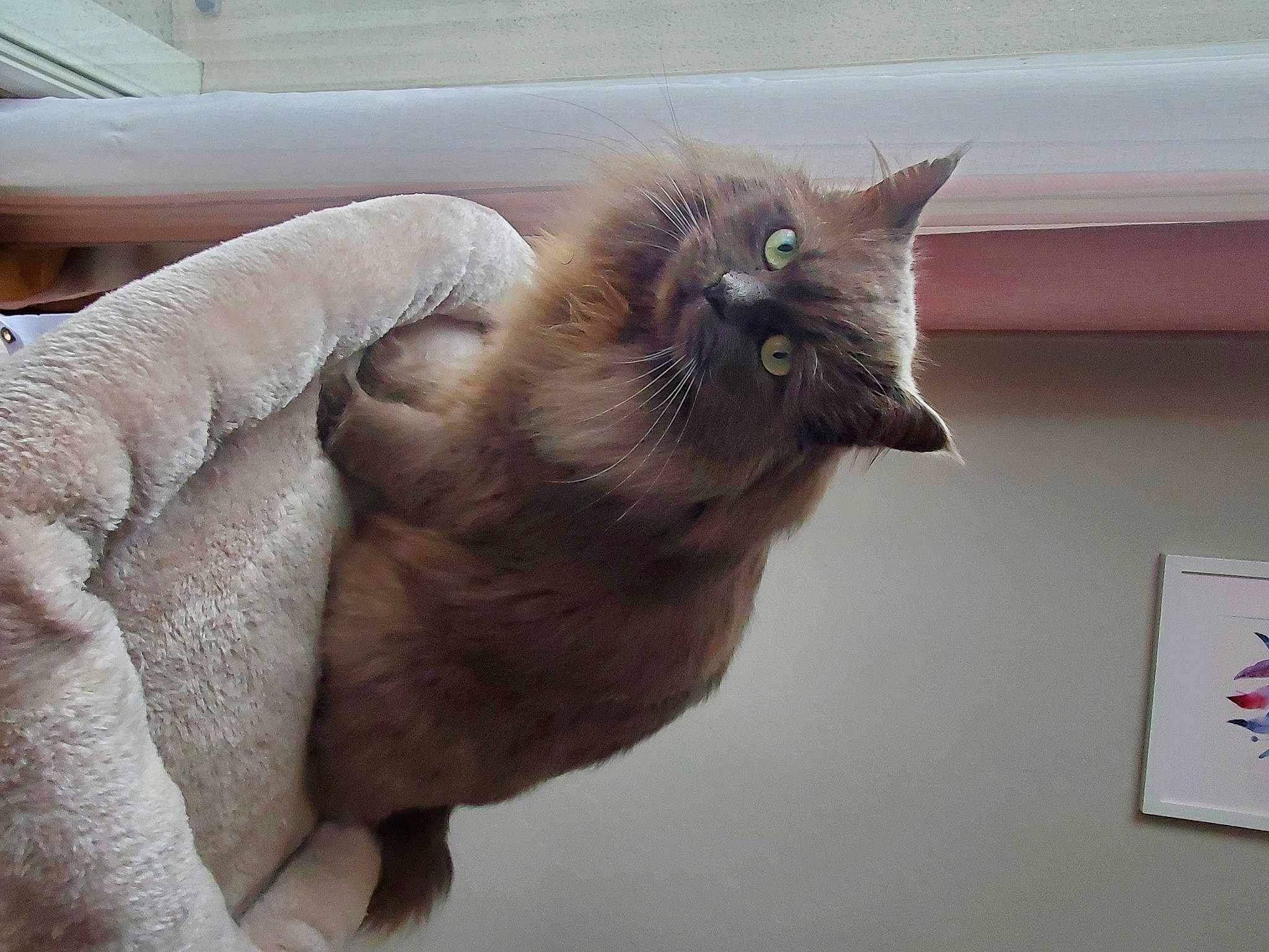 Lancôme a rejoint le concours — aidez-le/la à gagner de superbes lots ! black_cat, carnivore, cat, claw, comfort, domestic_short_haired_cat, fawn, felidae, fur, grey, paw, plant, small_to_medium_sized_cats, snout, tail, thai, tonkinese, whiskers, window