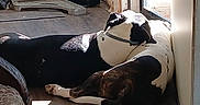Monster is registered to the contest to win money with this photo: black_and_white, carpet, collar, dog, door, floor, furniture, household, indoor, nap, peaceful, pet, quiet, relaxing, resting, shelf, shoes, sunlight, window, wood_floor