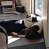 black_and_white, carpet, collar, dog, door, floor, furniture, household, indoor, nap, peaceful, pet, quiet, relaxing, resting, shelf, shoes, sunlight, window, wood_floor