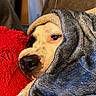Monster joined the competition — help win amazing prizes! animal, blanket, canine, close_up, comfortable, cozy, dog, fur, home, indoor, nostril, paw_not_visible, portrait, red_cushion, relaxed, resting, sleepy, snug, soft_texture, warm