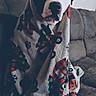 dog, blanket, couch, indoor, pet, animal, wrapped, white, black, paws, furniture, window, plaid, cozy, seated, looking, face, expression, comfort, home