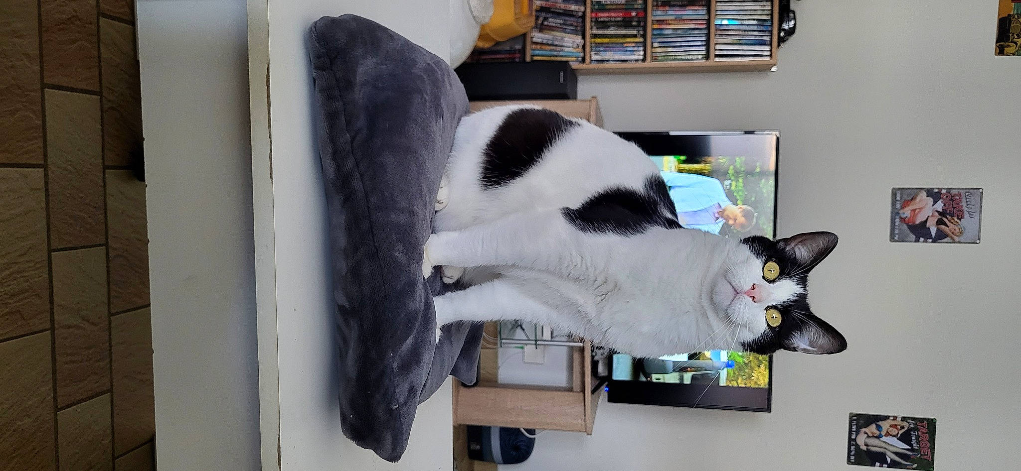 Fripon participe au concours pour gagner de l'argent avec cette photo : bookcase, canidae, carnivore, cat, collar, domestic_short_haired_cat, felidae, fur, plant, publication, room, shelf, shelving, small_to_medium_sized_cats, snout, tail, whiskers