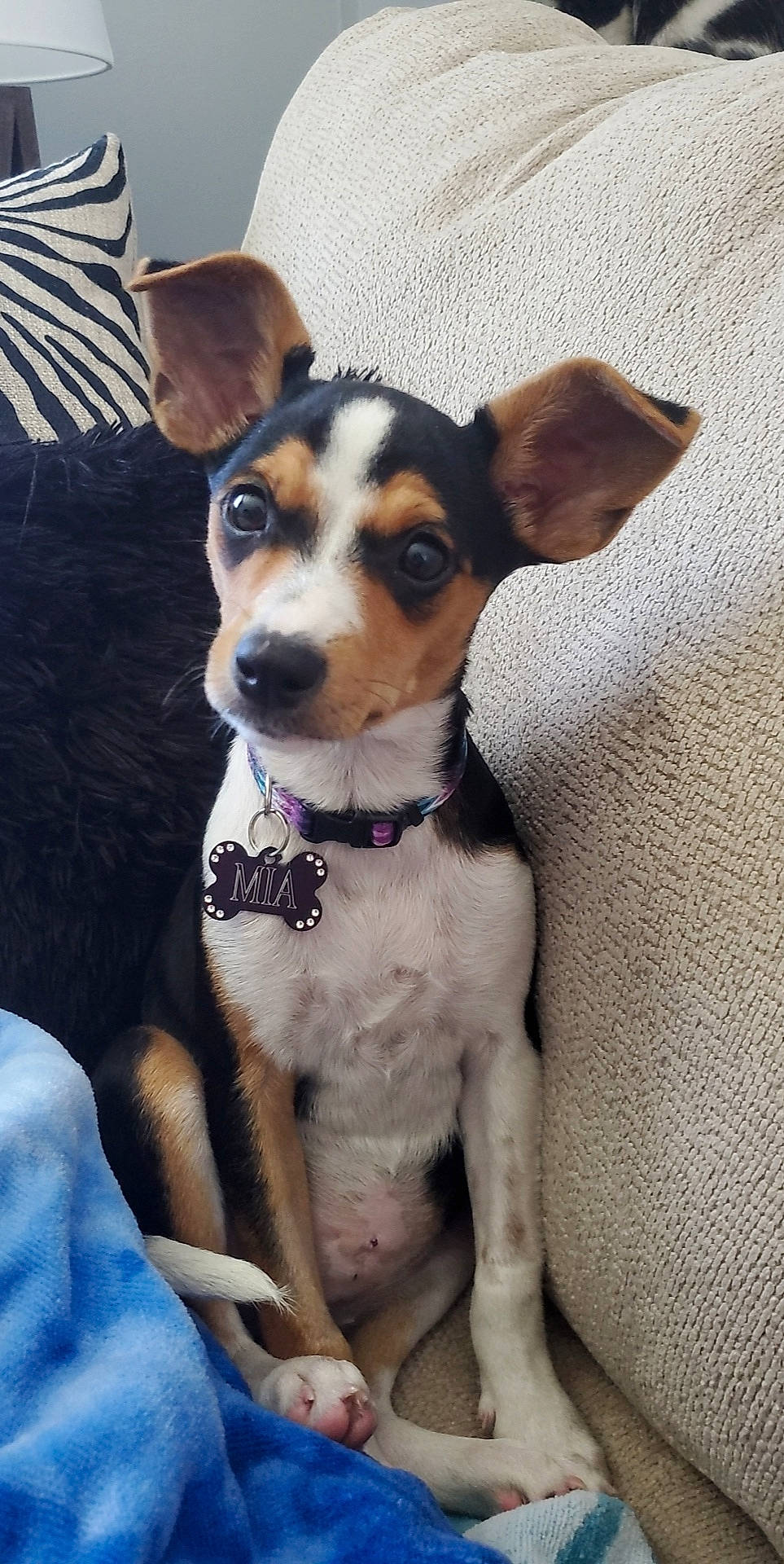 Mia is registered to the contest to win money with this photo: basenji, canidae, carnivore, collar, companion_dog, dog, dog_breed, dog_collar, dog_supply, fawn, fur, irishjacks, leash, snout, sporting_group, terrier, toy_dog, whiskers, working_animal, working_dog