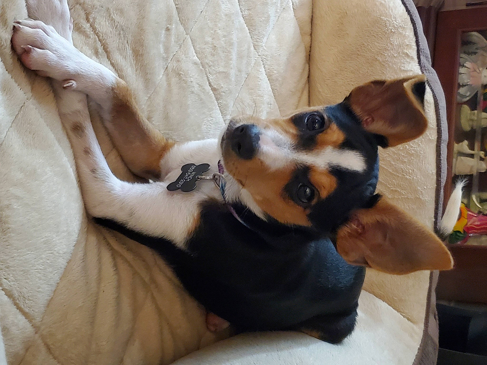 Mia joined the competition — help win amazing prizes! canidae, carnivore, collar, comfort, companion_dog, couch, dog, dog_breed, fawn, fur, furniture, hound, human_leg, nap, paw, shelf, snout, toy_dog, whiskers, working_animal