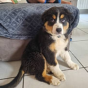 Pablo a rejoint le concours — aidez-le/la à gagner de superbes lots ! puppy, dog, tricolor, fur, pet, indoor, floor, tile, couch, blanket, cute, young, animal, domestic, sitting, eyes, tail, whiskers, collar, adorable