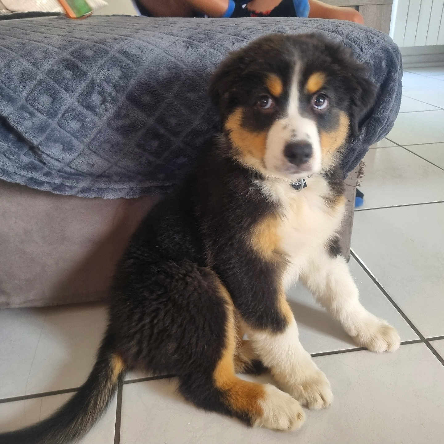 Pablo a rejoint le concours — aidez-le/la à gagner de superbes lots ! puppy, dog, tricolor, fur, pet, indoor, floor, tile, couch, blanket, cute, young, animal, domestic, sitting, eyes, tail, whiskers, collar, adorable