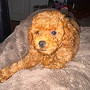 Mocha joined the competition — help win amazing prizes! puppy, dog, poodle, curly_fur, brown_fur, fluffy, cute, pet, blanket, bed, indoor, close_up, portrait, paw, nose, eyes, soft_texture, furniture, door, laundry