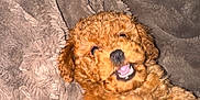 Mocha is registered to the contest to win money with this photo: puppy, dog, curly_fur, reddish_brown, blanket, soft_texture, playful, smiling, teeth, paw, cute, pet, indoor, cozy, fur, portrait, close_up, flash_photography, bed, ears