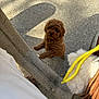 Mocha is registered to the contest to win money with this photo: dog, puppy, brown_puppy, curly_fur, cute, pet, small_dog, looking_up, standing, front_paws, concrete, pavement, shadow, sunlight, outdoor, bag, yellow_rope, furry_toy, curiosity, closeup