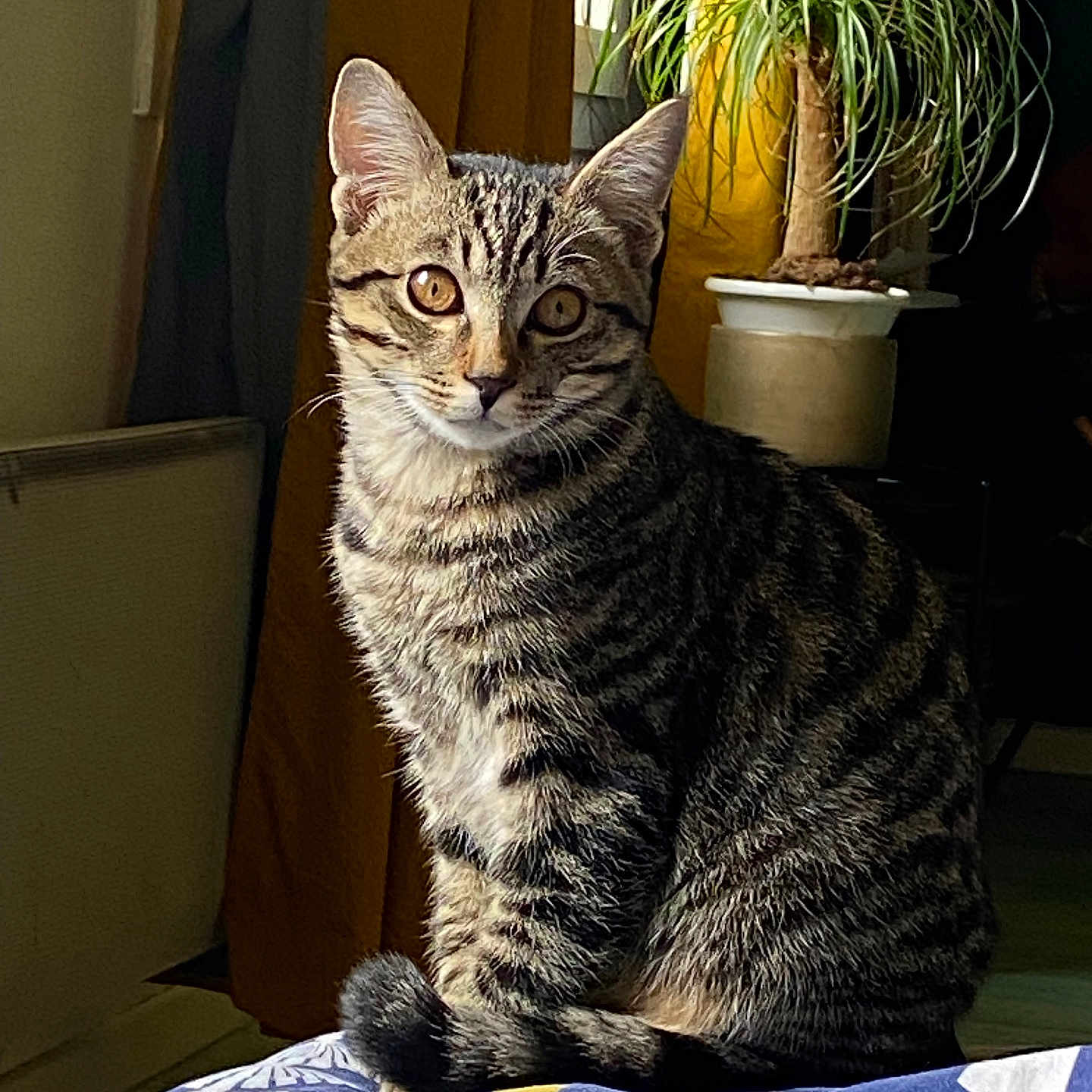 Neo a rejoint le concours — aidez-le/la à gagner de superbes lots ! abyssinian, animal, cat, cookware, cushion, egyptiancat, flower, flowerarrangement, homedecor, jar, kitten, leaf, manx, pet, plant, planter, pot, pottedplant, pottery, vase
