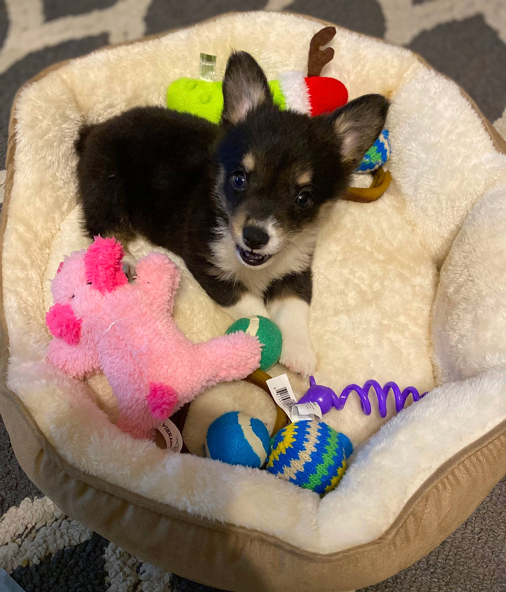 Una is registered to the contest to win money with this photo: carnivore, cat_bed, cat_supply, comfort, companion_dog, dog, dog_bed, dog_breed, dog_supply, fawn, felidae, mammal, pattern, paw, pet_food, pet_supply, sporting_group, tail, toy_dog, working_animal