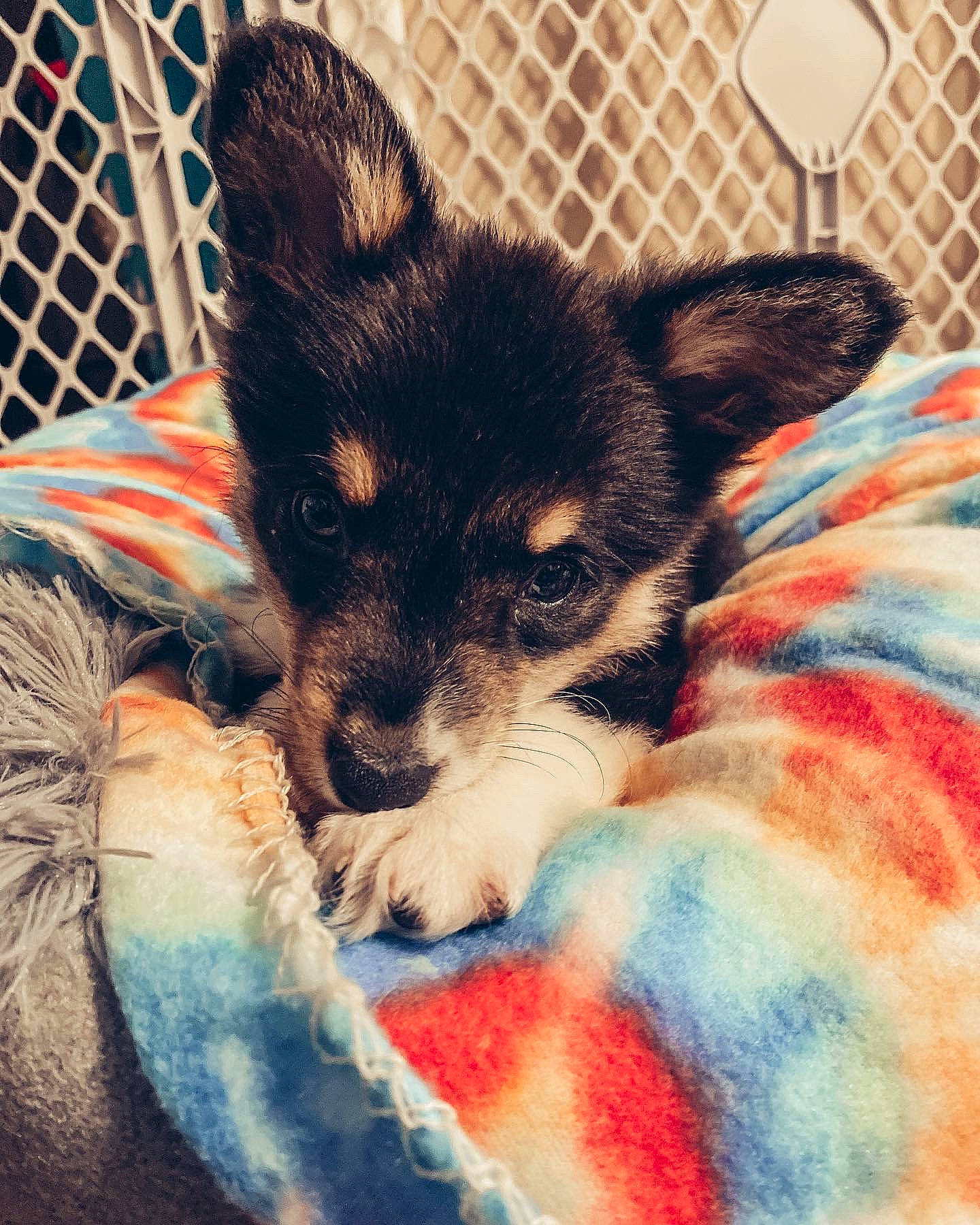 Una is registered to the contest to win money with this photo: carnivore, comfort, companion_dog, dog, dog_breed, fawn, felidae, fur, herding_dog, linens, mesh, pattern, paw, puppy_love, small_to_medium_sized_cats, snout, sporting_group, toy_dog, whiskers, wildlife