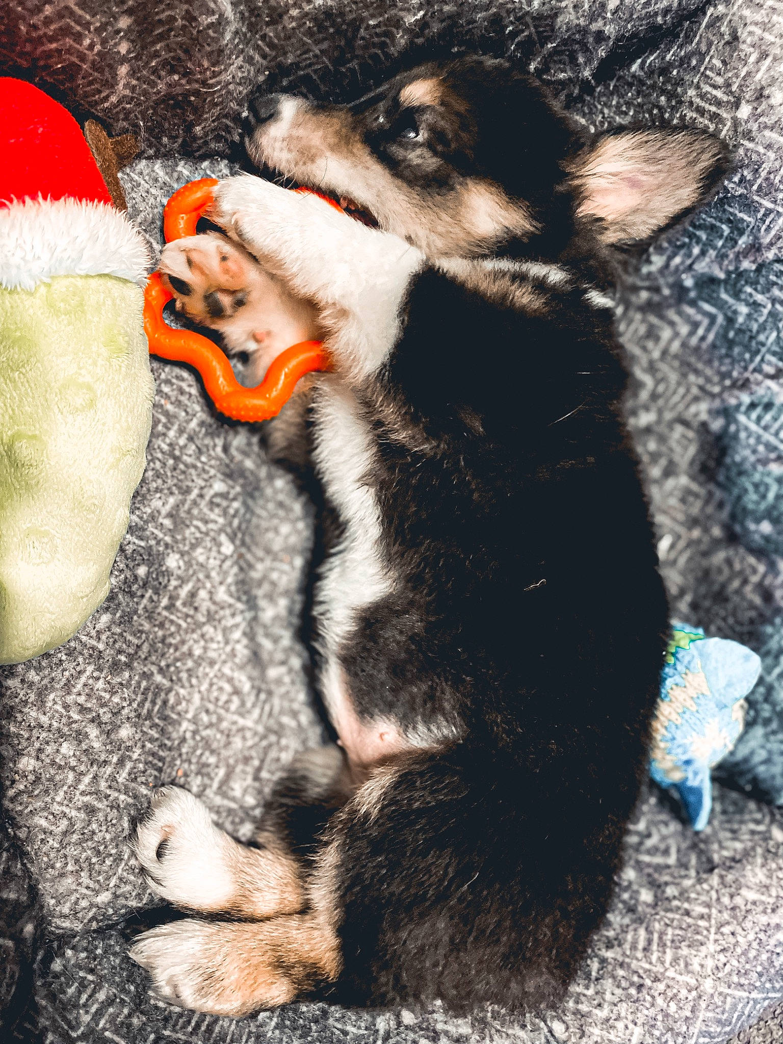 Una is registered to the contest to win money with this photo: canidae, carmine, carnivore, claw, companion_dog, dog_breed, domestic_short_haired_cat, fang, fawn, felidae, foot, fur, paw, shadow, small_to_medium_sized_cats, snout, sporting_group, tail, terrestrial_animal, whiskers