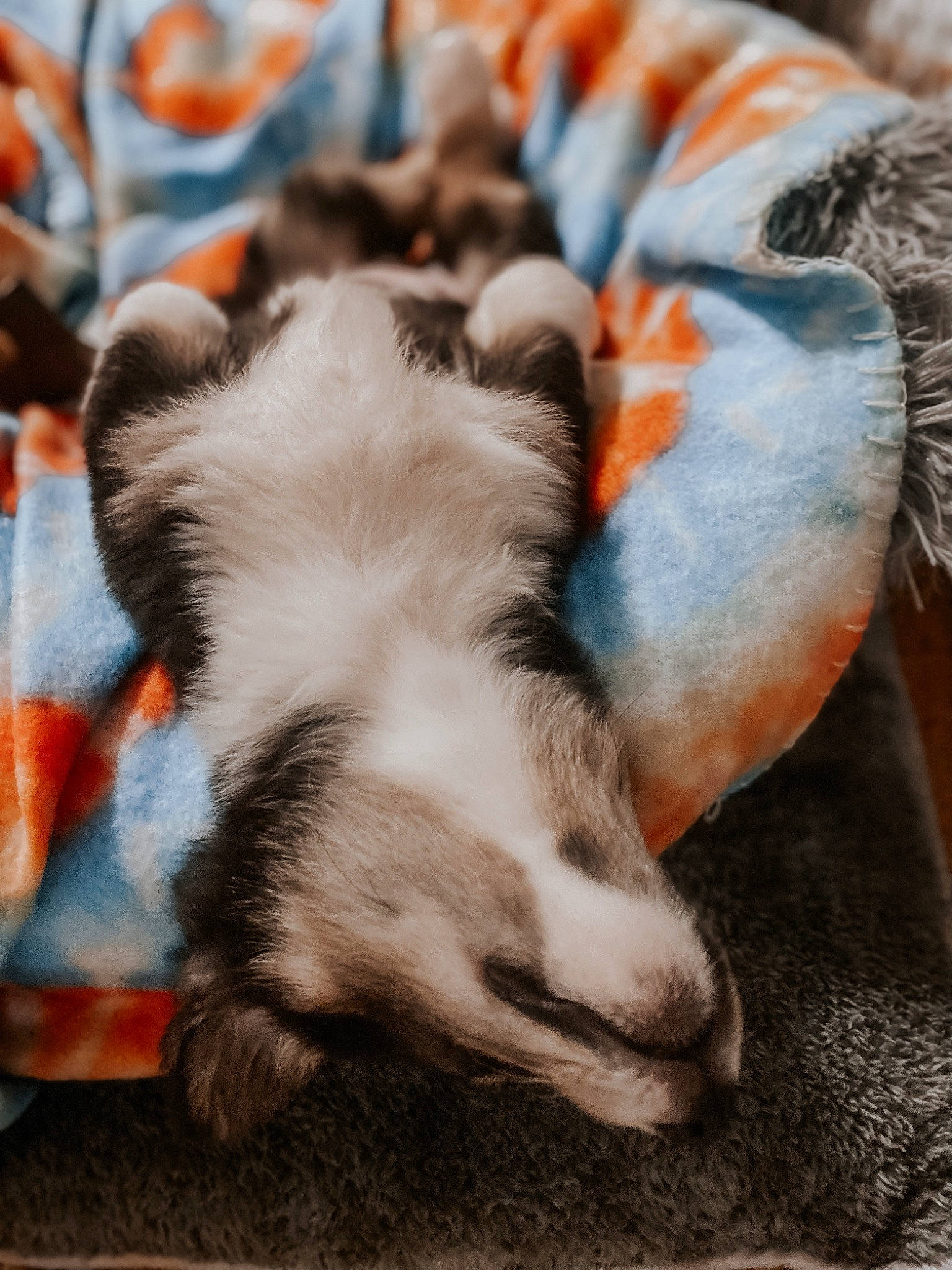 Una joined the competition — help win amazing prizes! canidae, carnivore, comfort, companion_dog, dog, dog_breed, fawn, felidae, fur, nap, paw, recipe, small_to_medium_sized_cats, snout, sporting_group, street_dog, tail, terrestrial_animal, whiskers, working_animal