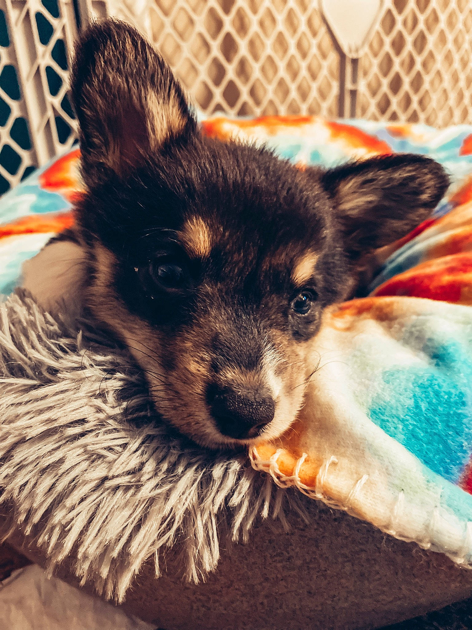 Una joined the competition — help win amazing prizes! canidae, carnivore, claw, companion_dog, dog_breed, ear, fawn, felidae, fur, mammal, mesh, pattern, paw, snout, sporting_group, toy_dog, vertebrate, whiskers, working_animal