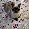 animal, bed, cat, closeup, cozy, cute, domestic_animal, feline, floral_pattern, indoor, looking_at_camera, pet, pink, portrait, purple, quilt, resting, siamese_cat, soft_light, white