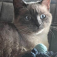 Akira participe au concours pour gagner de l'argent avec cette photo : cat, blue_eyes, close_up, knitted_toy, plush_fur, pet, animal, indoor, relaxed, whiskers, curious, feline, soft_light, cozy, portrait, cute, domestic_cat, mammal, resting, companion