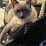 cat, siamese_cat, pet, feline, animal, resting, basket, cozy, indoor, closeup, fur, whiskers, paw, blue_eyes, texture, fabric, relaxed, cute, soft_lighting, looking_at_camera