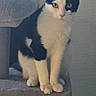 black_and_white, blue_eye, cat, cat_tree, cute, fur, furniture, golden_eye, heterochromia, indoor, kitten, paws, pet, pointed_ears, portrait, sitting, tuxedo_cat, vertical_photo, wall, whiskers