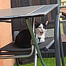 artificial_grass, balcony, black_and_white_cat, building, cat, chair, domestic_animal, funny_expression, furniture, meowing, metal_frame, outdoor, patio, pet, portrait, shutters, sitting, sunlight, table, window