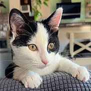 Mia a rejoint le concours — aidez-le/la à gagner de superbes lots ! cat, kitten, black_and_white, paws, fur, whiskers, eyes, indoor, home, plant, chair, couch, furniture, curious, pet, animal, cute, cozy, living_room, texture