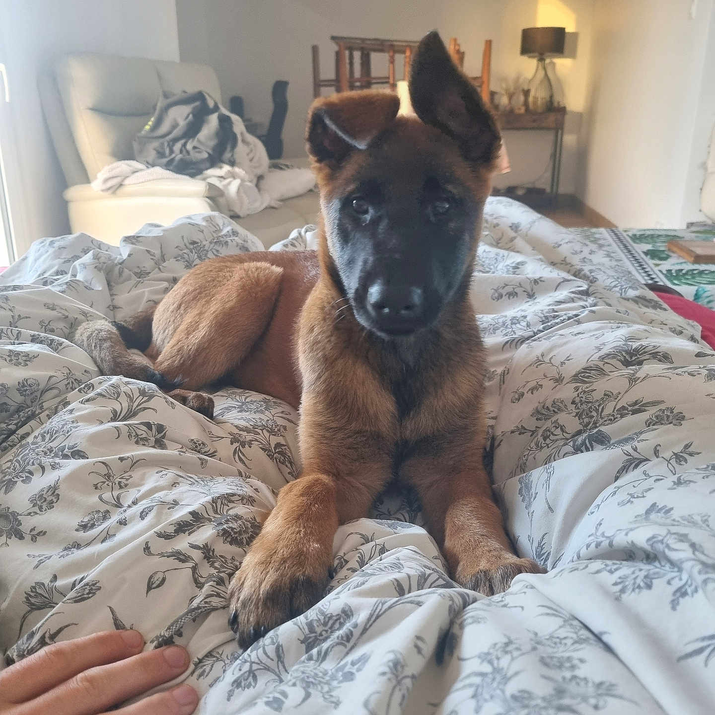 Gaïa participe au concours pour gagner de l'argent avec cette photo : animal, bed, bedroom, blanket, bodypart, canine, clothing, couch, cushion, dog, furniture, germanshepherd, glove, homedecor, indoors, interiordesign, lamp, pet, puppy, room