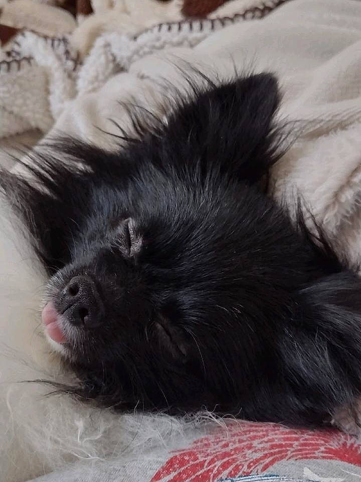 Mazie is registered to the contest to win money with this photo: black_cat, canidae, carnivore, cat, claw, comfort, dog_breed, felidae, foot, fur, grey, mammal, paw, small_to_medium_sized_cats, snout, sporting_group, tail, terrestrial_animal, vertebrate, whiskers