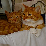 Pitchou a rejoint le concours — aidez-le/la à gagner de superbes lots ! animal, bed, blanket, cat, closeup, companions, cozy, cute, domestic_animal, ears, feline, fur, household, indoor, orange_tabby, pets, relaxed, resting, two_cats, whiskers